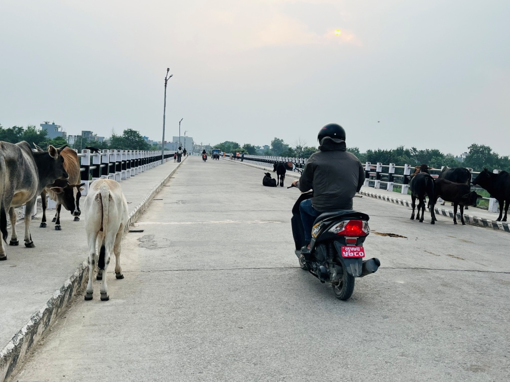 सडकभरी छाडा चौपाया, बुटवल उपमहानगर रमिते !